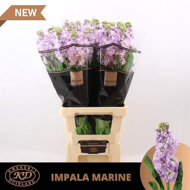 <h4>Matth Impala Marine Duinland</h4>