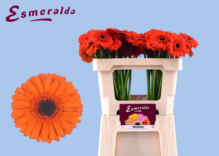 <h4>GE MI MUFASA+</h4>