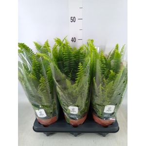 Nephrolepis exal. 'Green Lady'