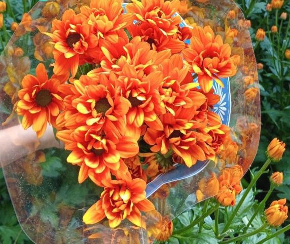 <h4>Chr Kaya Orange</h4>
