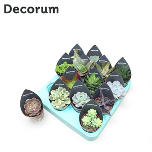 Succulenten Mix (14spc.) (decorum)