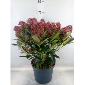 Skimmia jap. 'Rubella'