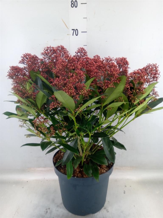 <h4>Skimmia jap. 'Rubella'</h4>