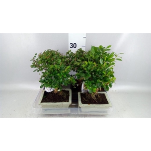 Bonsai ...mix