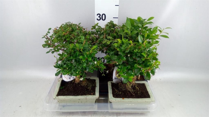 <h4>Bonsai   ...mix</h4>