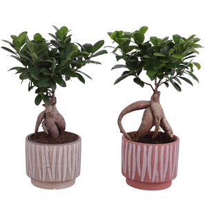 Ficus m. Ginseng Ball Shape Ø12cm in Ø14cm Ceramic NT667