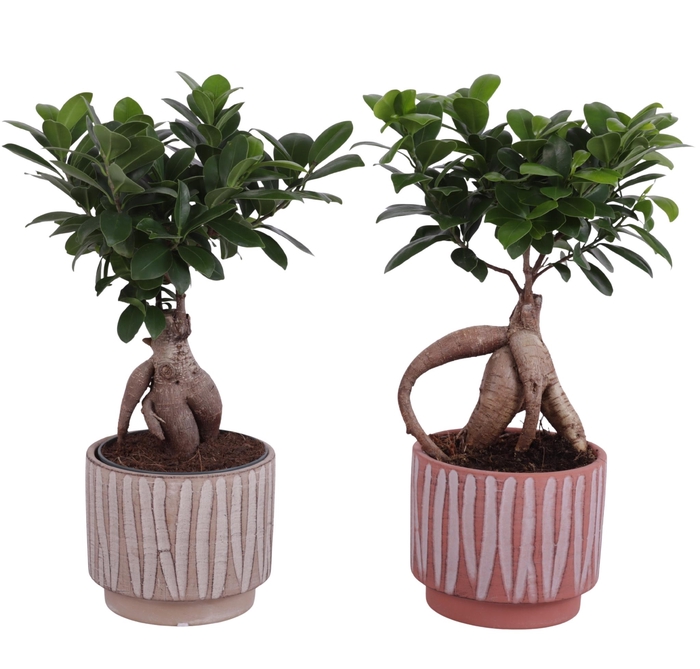 <h4>Ficus m. Ginseng Ball Shape Ø12cm in Ø14cm Ceramic NT667</h4>