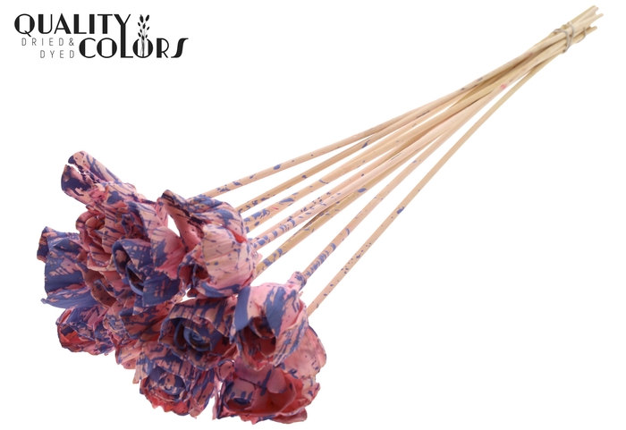 Shola Dear Holly 6cm on stem Splashed Pink/Milka