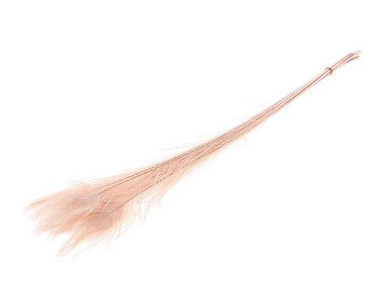 Feather Peacock L90/100 10pc/Bnd