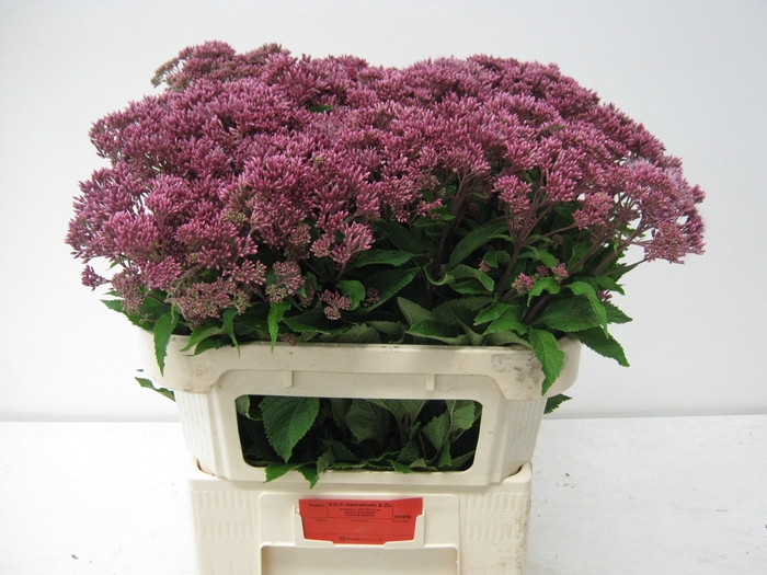 <h4>EUPAT PURPUREUM</h4>