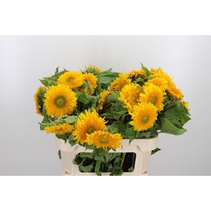 Helianthus Teddy Bear