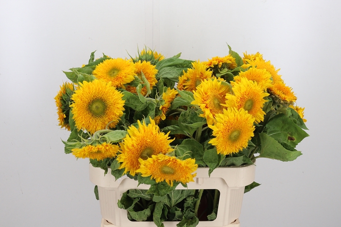 <h4>Helianthus Teddy Bear</h4>