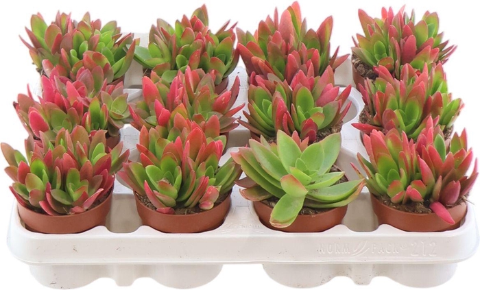 <h4>Crass Campfire</h4>