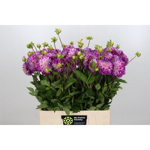 Dahlia Cera Corsage
