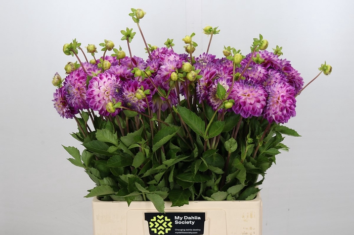 Dahlia Cera Corsage
