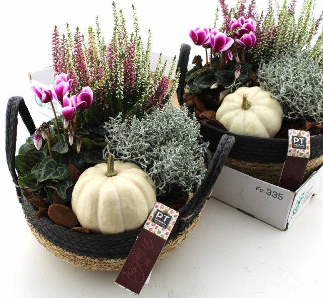 <h4>ARR TUINPLANTEN</h4>