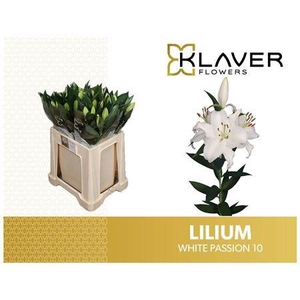 Li Or White Passion