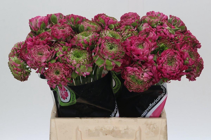 <h4>Ranunculus Pon Pon Fanny Extra</h4>