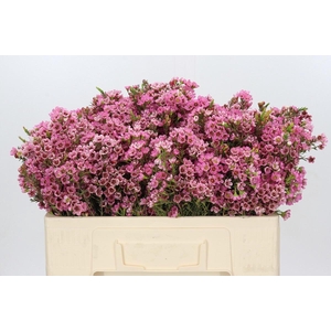 CHAME SARAHS DELIGHT