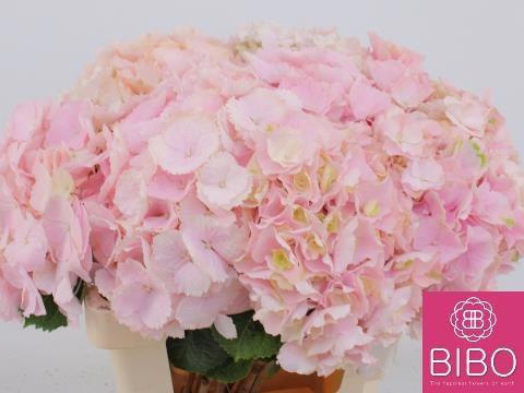 <h4>HYDR M CH VERENA</h4>