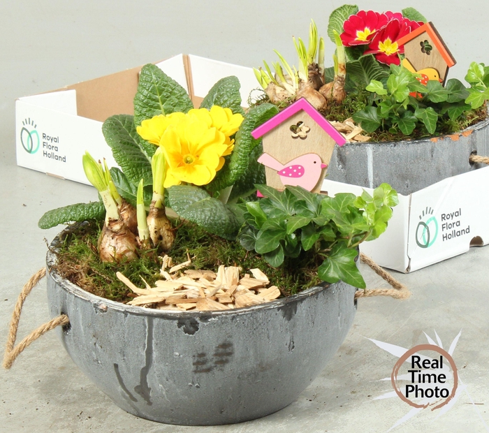 <h4>ARR TUINPLANTEN</h4>