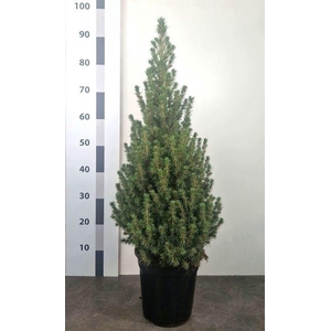 PICEA GL CONICA 90 CM