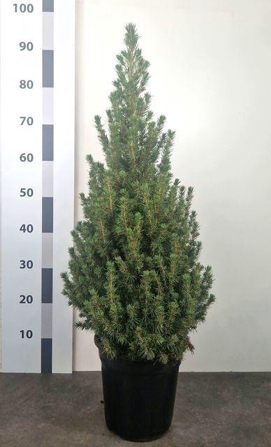 <h4>PICEA GL CONICA 90 CM</h4>