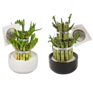 Lucky Bamboo Round 2Small in ø08cm Ceramic Black/White