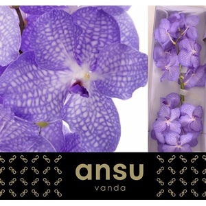 VANDA KAN ANGELITE