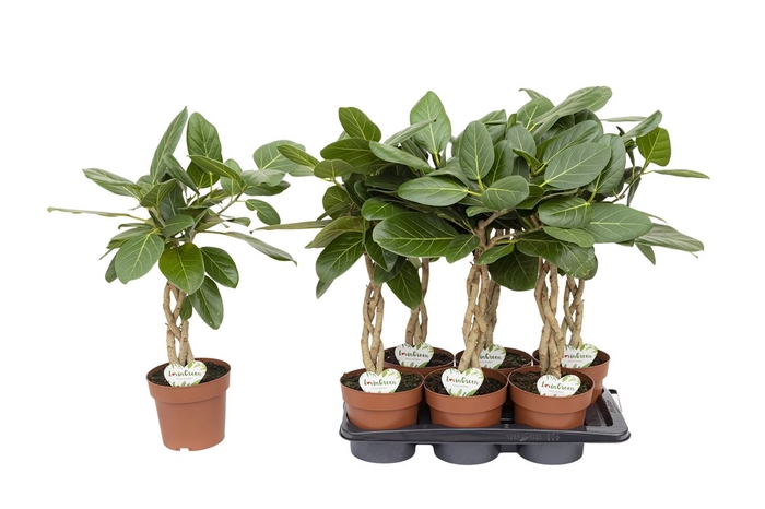 <h4>Ficus Audrey</h4>