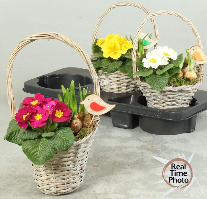 <h4>ARR TUINPLANTEN</h4>