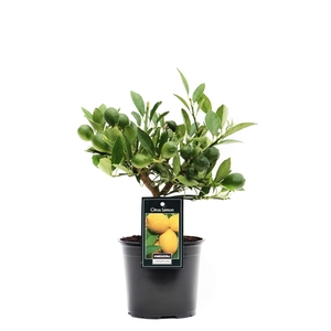 Citrus Limequat palisser