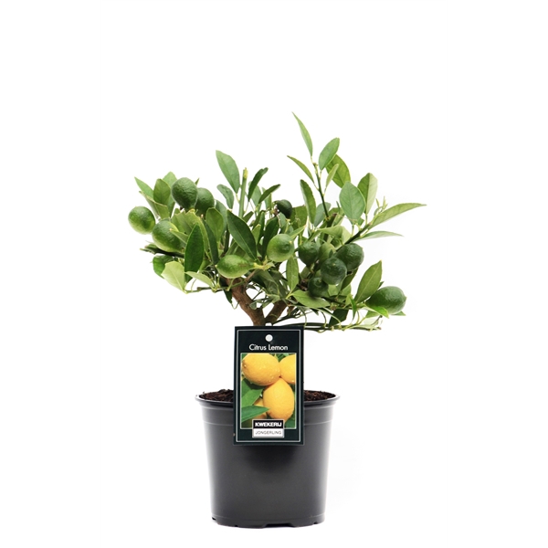 <h4>Citrus Limequat palisser</h4>