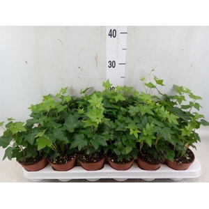 Hedera helix 'Pittsburgh'