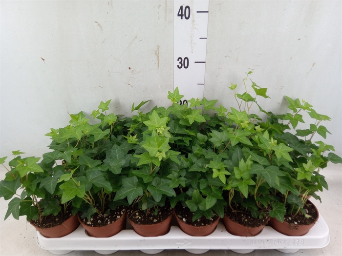 <h4>Hedera helix 'Pittsburgh'</h4>