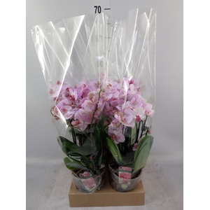 Phalaenopsis   ...mix