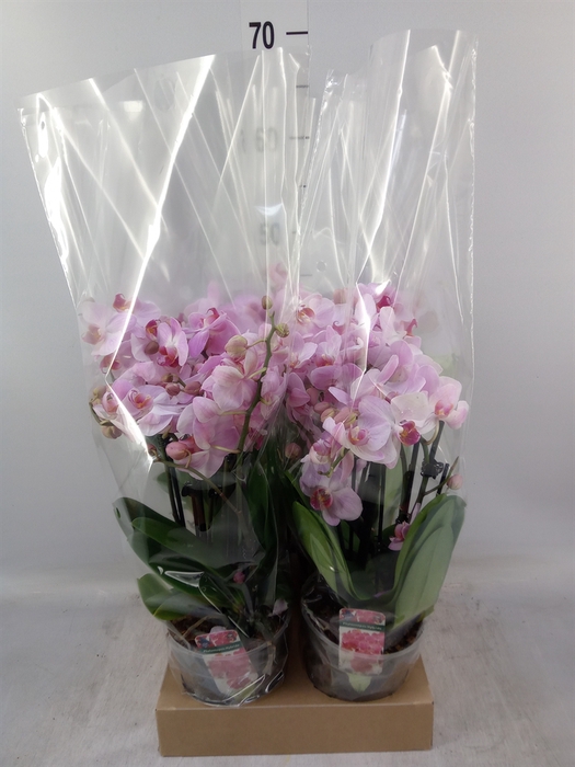 <h4>Phalaenopsis   ...mix</h4>