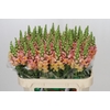 Antirrhinum majus Toulon Apricot