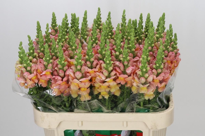 Antirrhinum majus Toulon Apricot