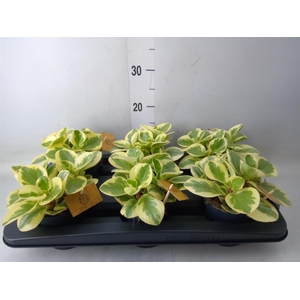 Peperomia obt. 'Obtipan Bicolor'