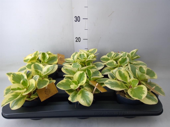 <h4>Peperomia obt. 'Obtipan Bicolor'</h4>