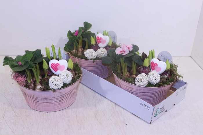 <h4>ARR TUINPLANTEN</h4>