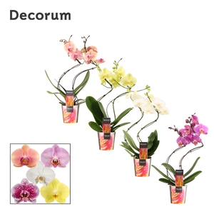 Phalaenopsis hurricane mix (Decorum)