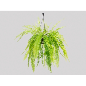 SAMAMBAIA TIGER FERN C21