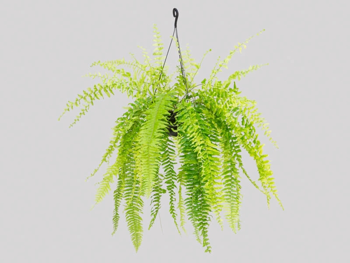 <h4>SAMAMBAIA TIGER FERN C21</h4>