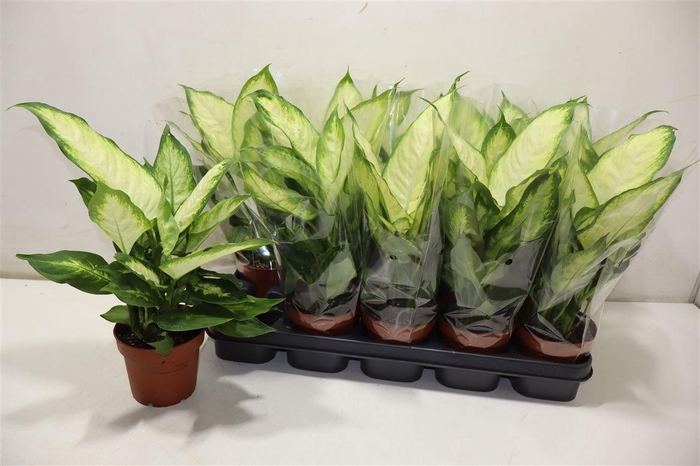 <h4>Dieff Camilla</h4>