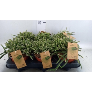 Rhipsalis baccifera subsp. horrida