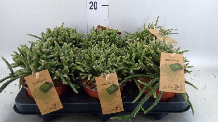 <h4>Rhipsalis baccifera subsp. horrida</h4>