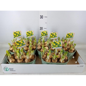 Arr.  Narcissus Tete Tete L%