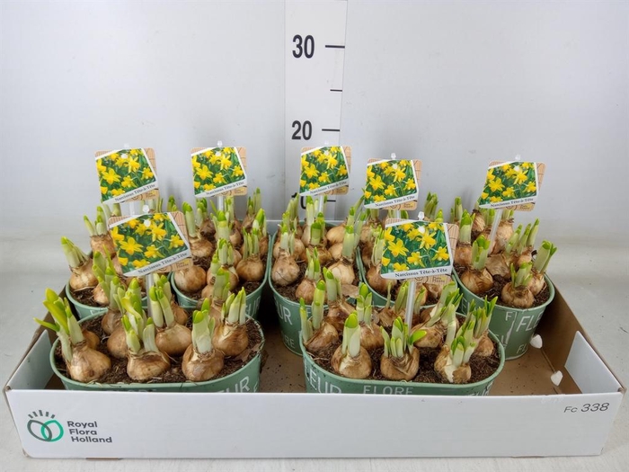 <h4>Arr.  Narcissus Tete Tete L%</h4>